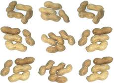 Erdnüsse-9x4.jpg